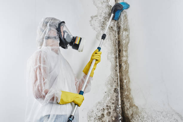 Professional Mold Removal & Remediation in Winona, MS