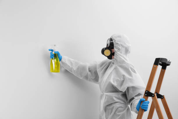 Best Basement Mold Removal  in Winona, MS